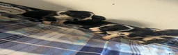 Border Collie dogs for sale: Isds registered border collie pups  - Advert 21