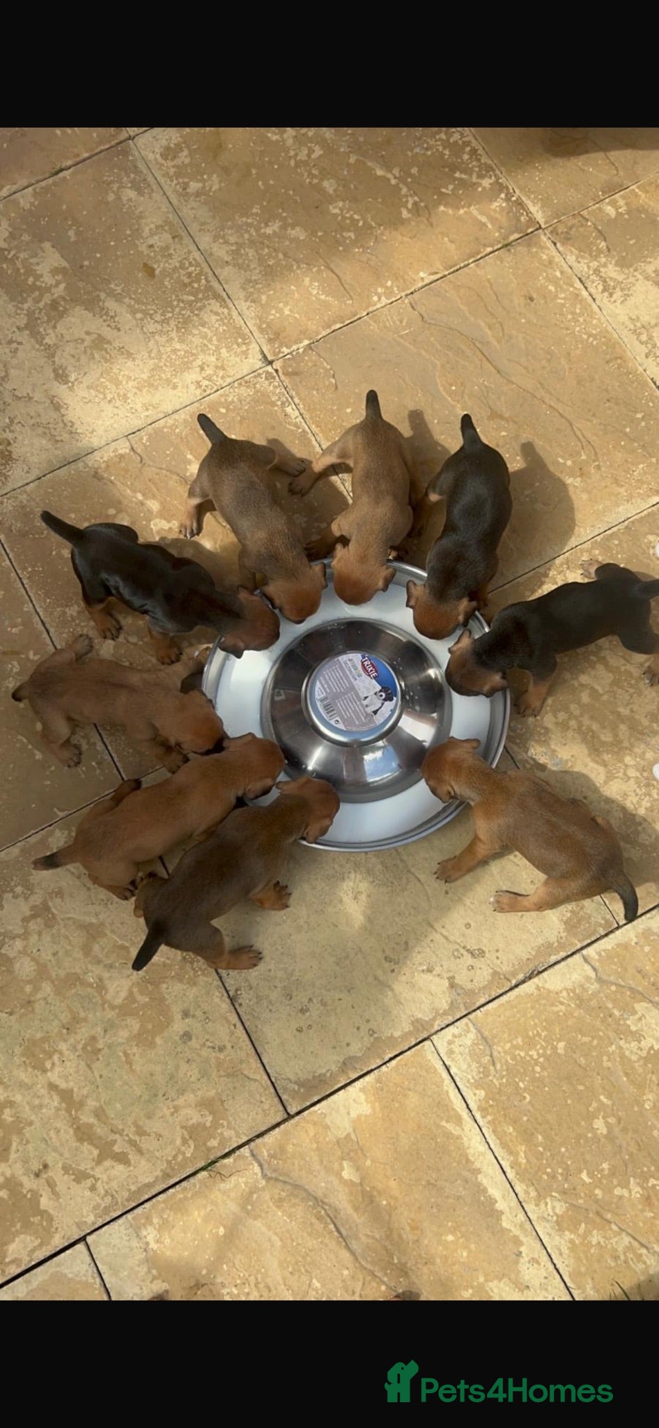 Mixed Breed dogs Patterdale x Plummer terrier pups - Advert 2