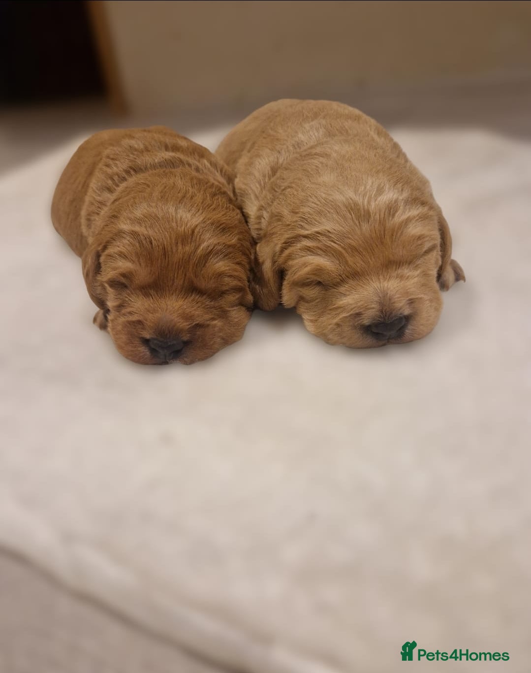 Labradoodle dogs Miniature labradoodle boys - Advert 2