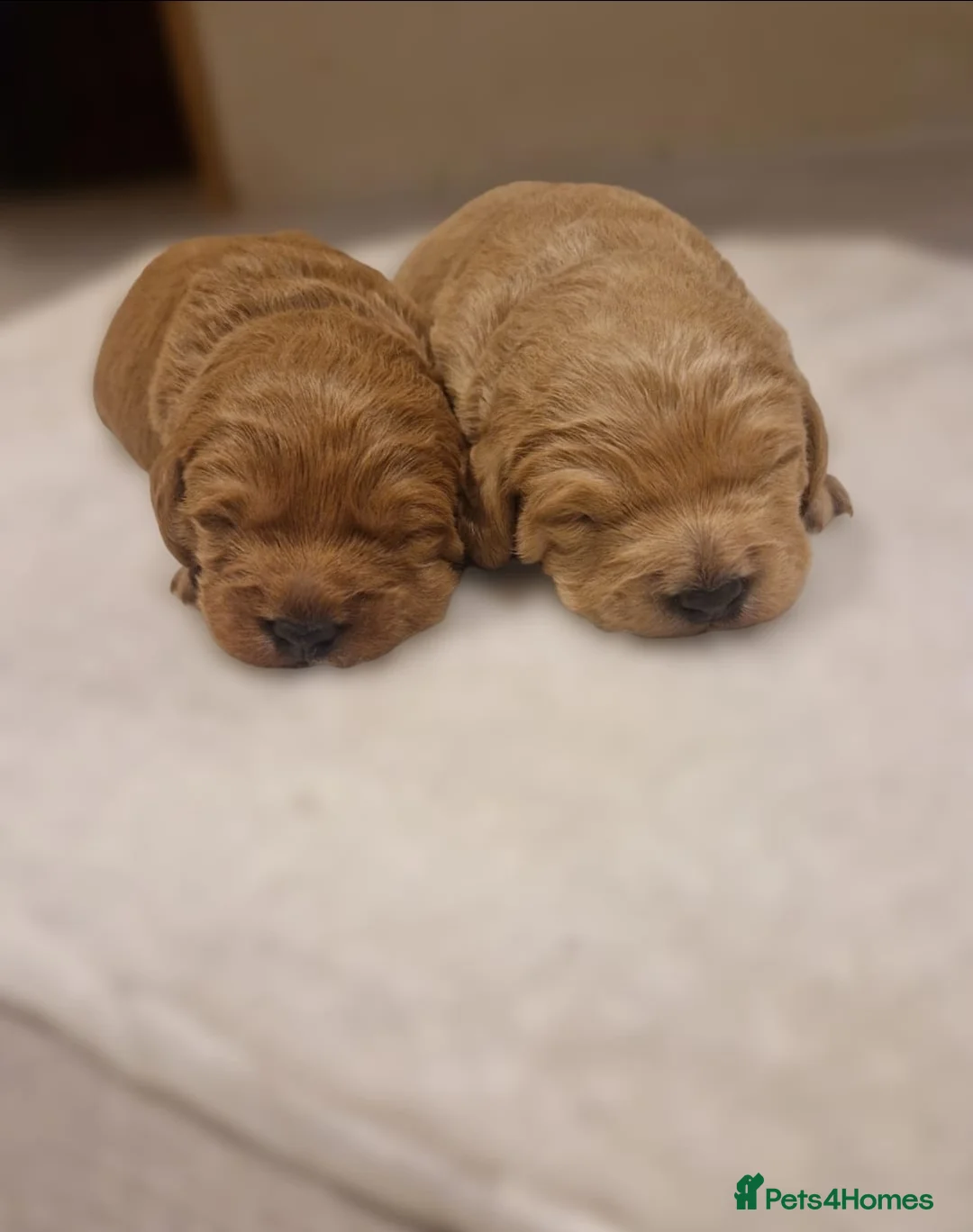 Labradoodle dogs for sale: Miniature labradoodle boys - Advert 1