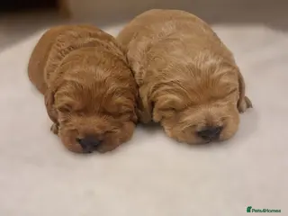 Labradoodle dogs Miniature labradoodle boys - Advert 2