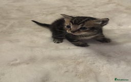 Ragdoll cats for sale: Half ragdoll stunningly marked kittens  - Image 31