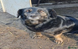 Mixed Breed dogs for adoption: Beautiful and Gentle LOLITA - for a Loving Home - Image 14