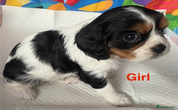 Cavalier King Charles Spaniel dogs - Advert 1