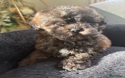 Shihpoo dogs for sale: Shih Tzu X poodle X Shihpoo - Image 17