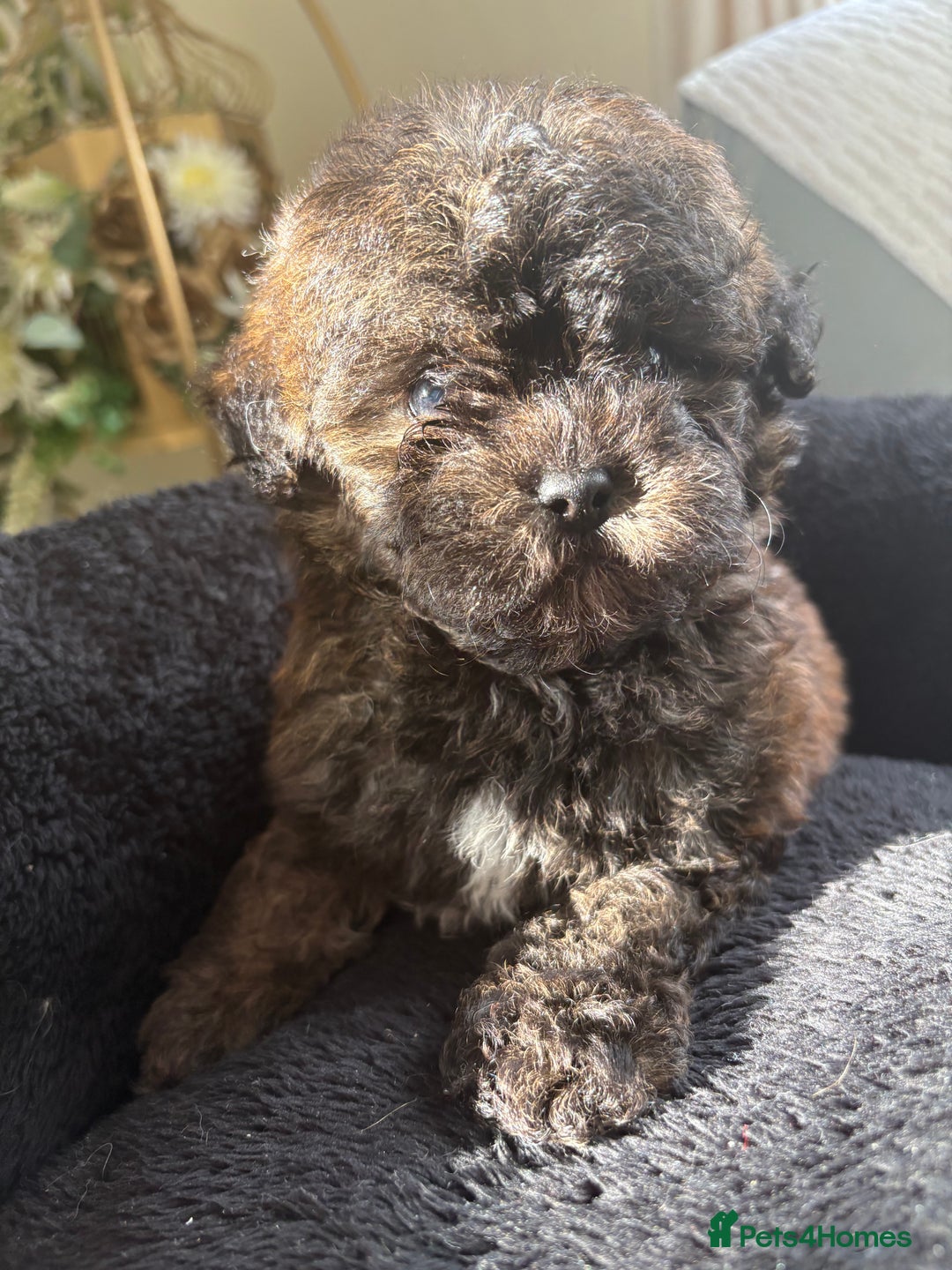 Shihpoo dogs for sale: Shih Tzu X poodle X Shihpoo - Image 17