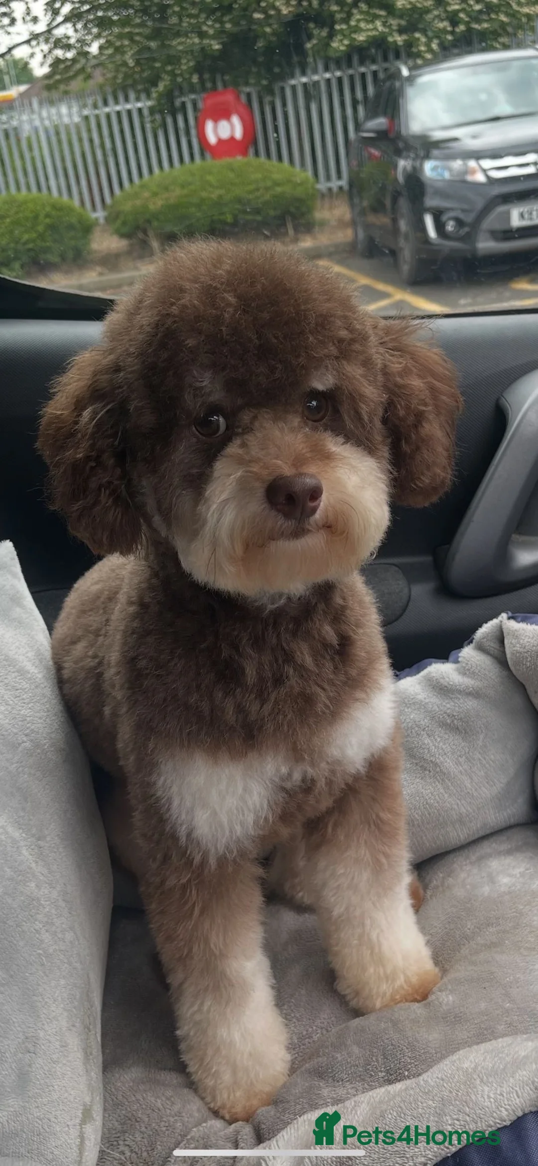 Cockapoo dogs for sale: F1b cocapoo  - Advert 6