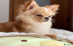 Chihuahua dogs for sale: Beautiful Puppy Bella Looking for a Loving Home - Image 5