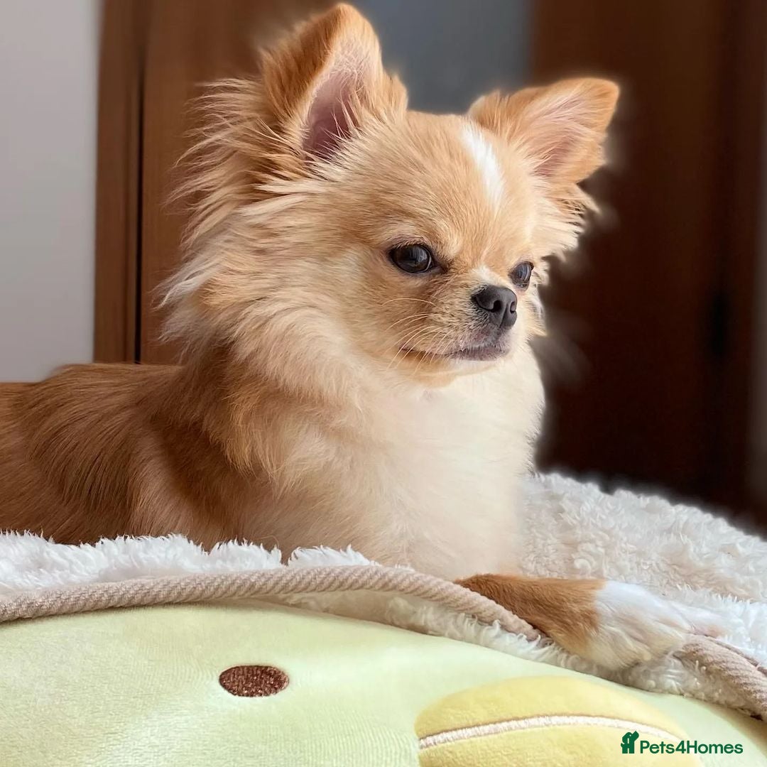 Chihuahua dogs for sale: Beautiful Puppy Bella Looking for a Loving Home - Image 5