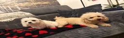 Maltipoo dogs for sale: Maltipoo  - Advert 11