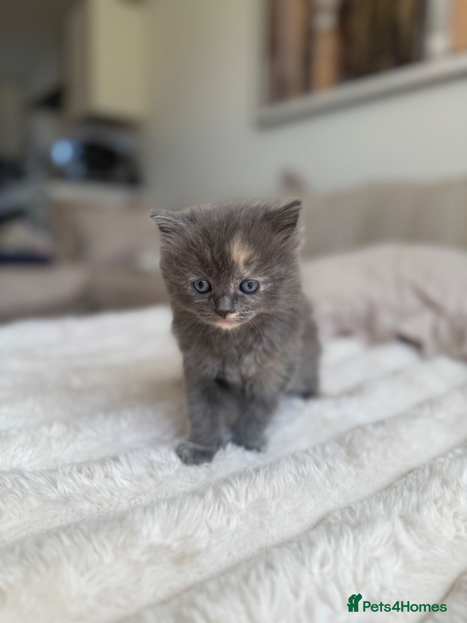 Ragdoll cats Ragdoll Kittens for Sale – 2 Females & 1 Male - Advert 11