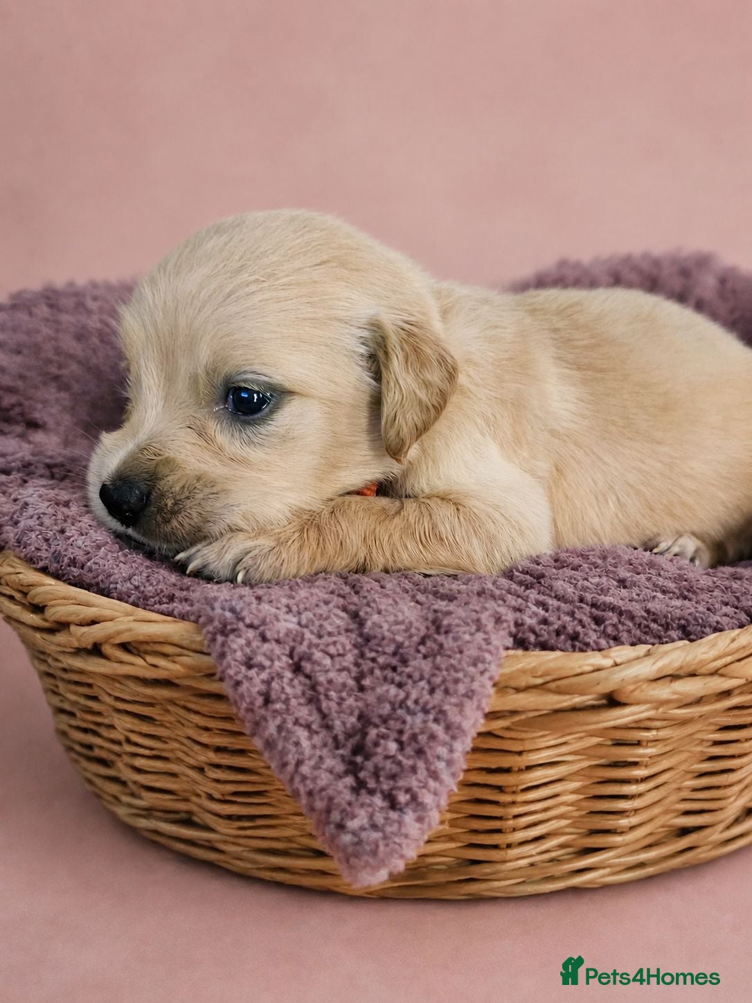 Golden Retriever dogs KC registered Golden retriever puppies - Advert 1
