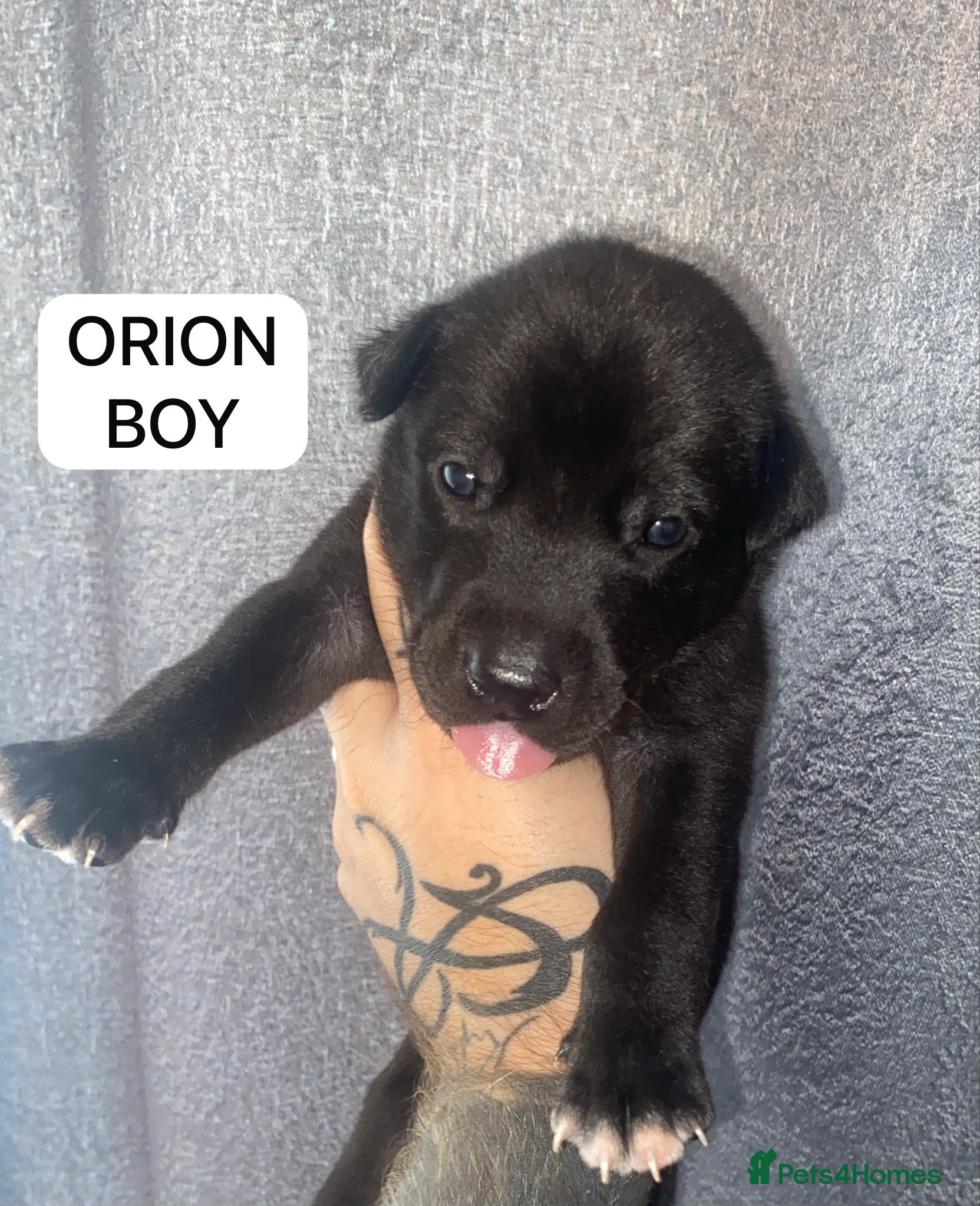 Mixed Breed dogs SIBERIAN MASTIFF PUPPIES - RARE MIX! - Advert 2