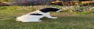 English Springer Spaniel 2