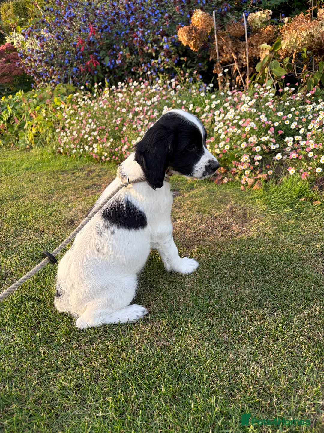 English Springer Spaniel dogs for sale: Springer Spaniel Puppies For Sale  - Advert 7