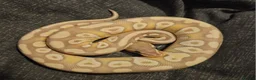Python Snake reptiles for sale: CB25 Royal python hatchlings - Advert 4