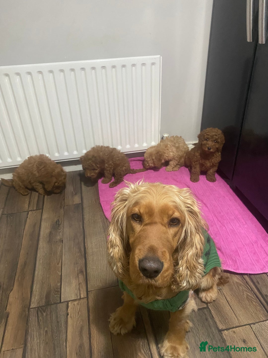 Cockapoo dogs for sale: Beautiful cockapoos - Advert 7