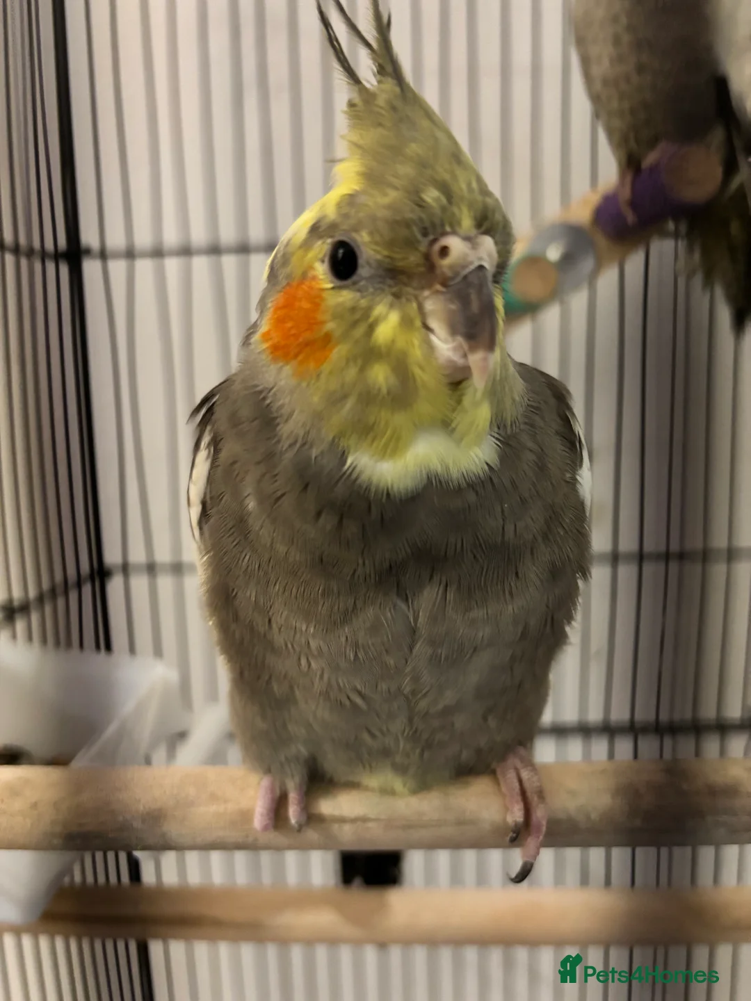 Cockatiels birds for sale: Cocktails - Advert 2