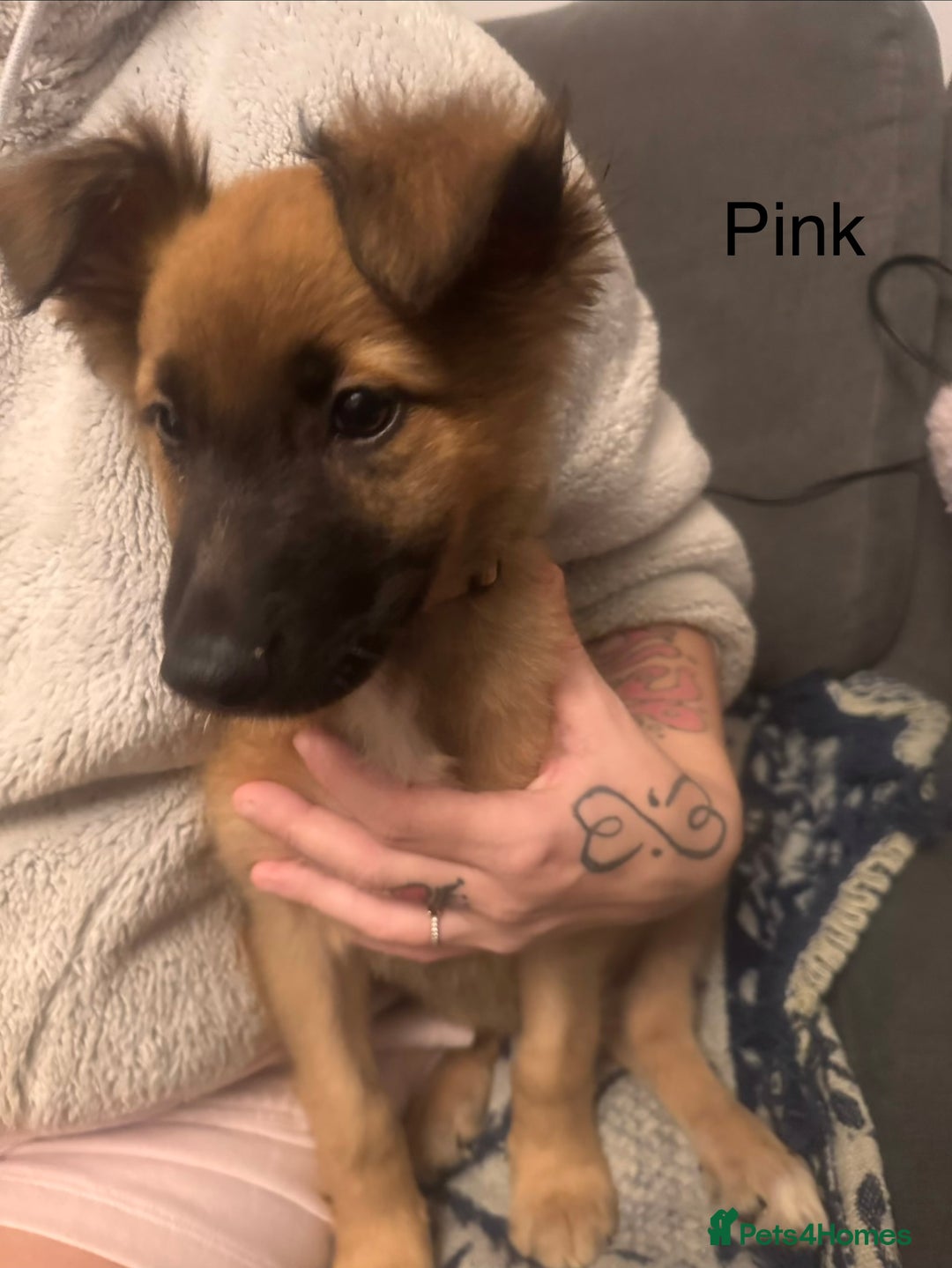 Mixed Breed dogs for sale: German Sheperd cross Lurcher Puppies - Image 28