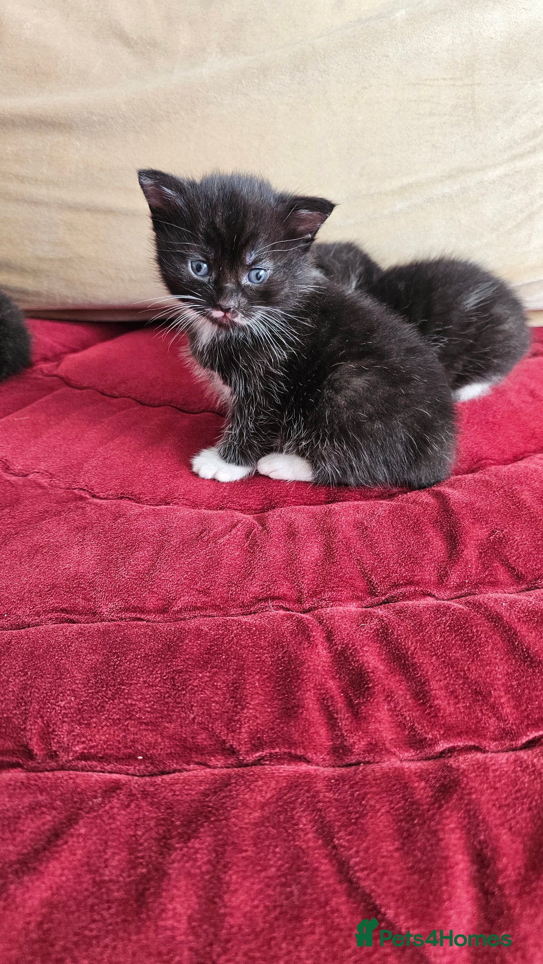 Bombay cats for sale: 3 lovely kitten 😸  - Image 1