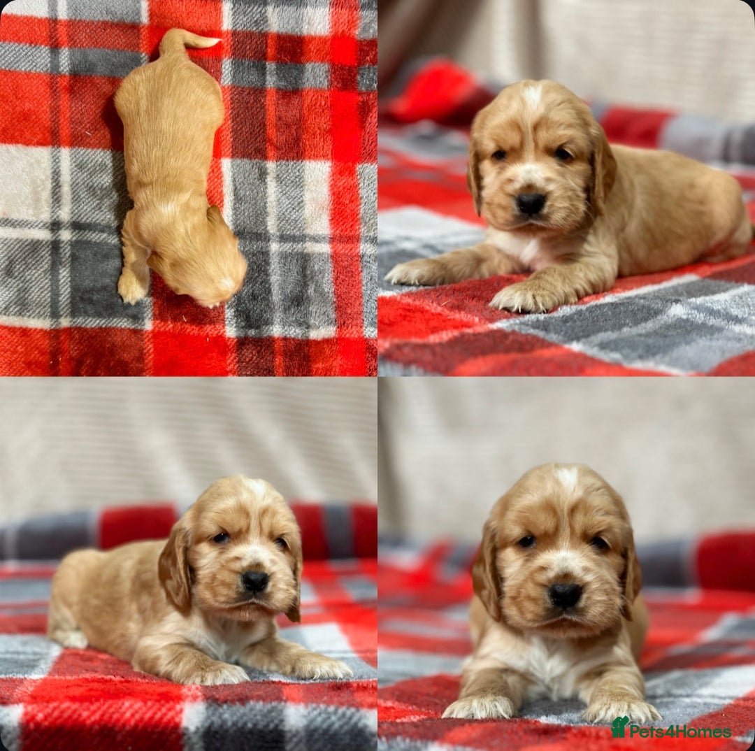 Cocker Spaniel dogs for sale: SHOW TYPE COCKER SPANIEL PUPPIES  - Advert 19