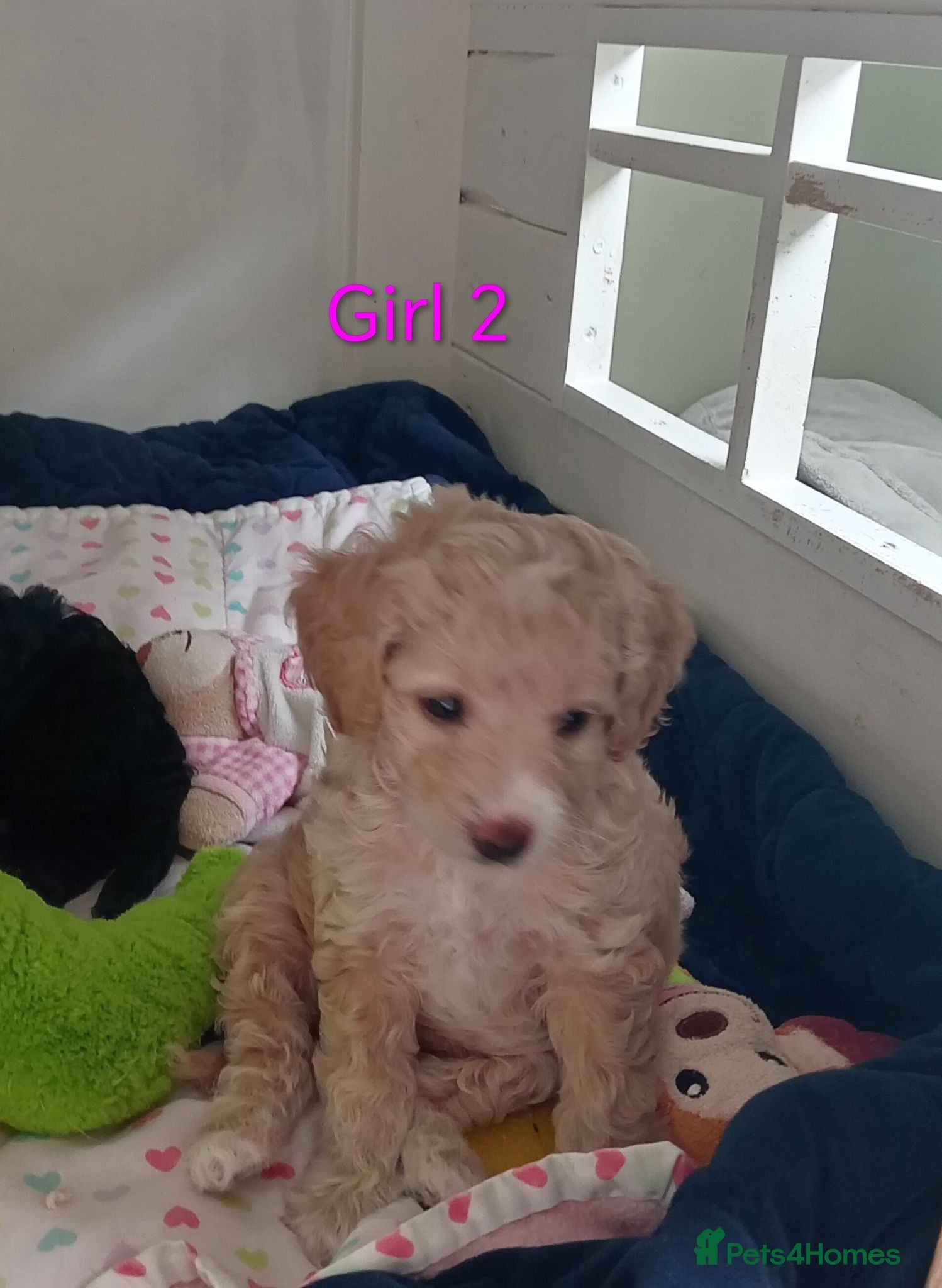 Cockapoo dogs Cockapoo puppies  - Advert 2