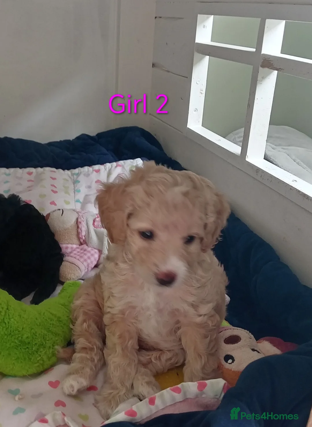Cockapoo dogs for sale: Cockapoo puppies  - Advert 2