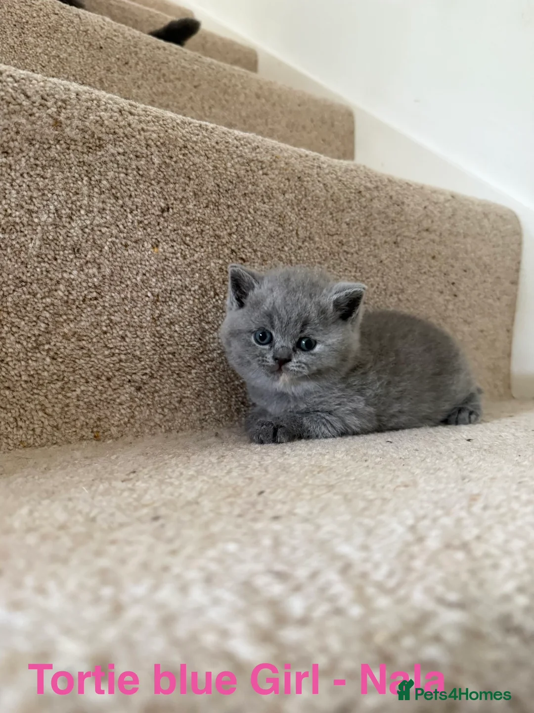 British Shorthair cats for sale: Stunning GCCF BSH - Tortie and Bi colour  - Advert 4