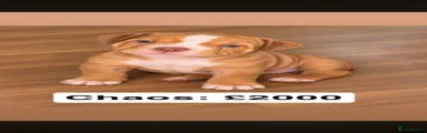 Chaos