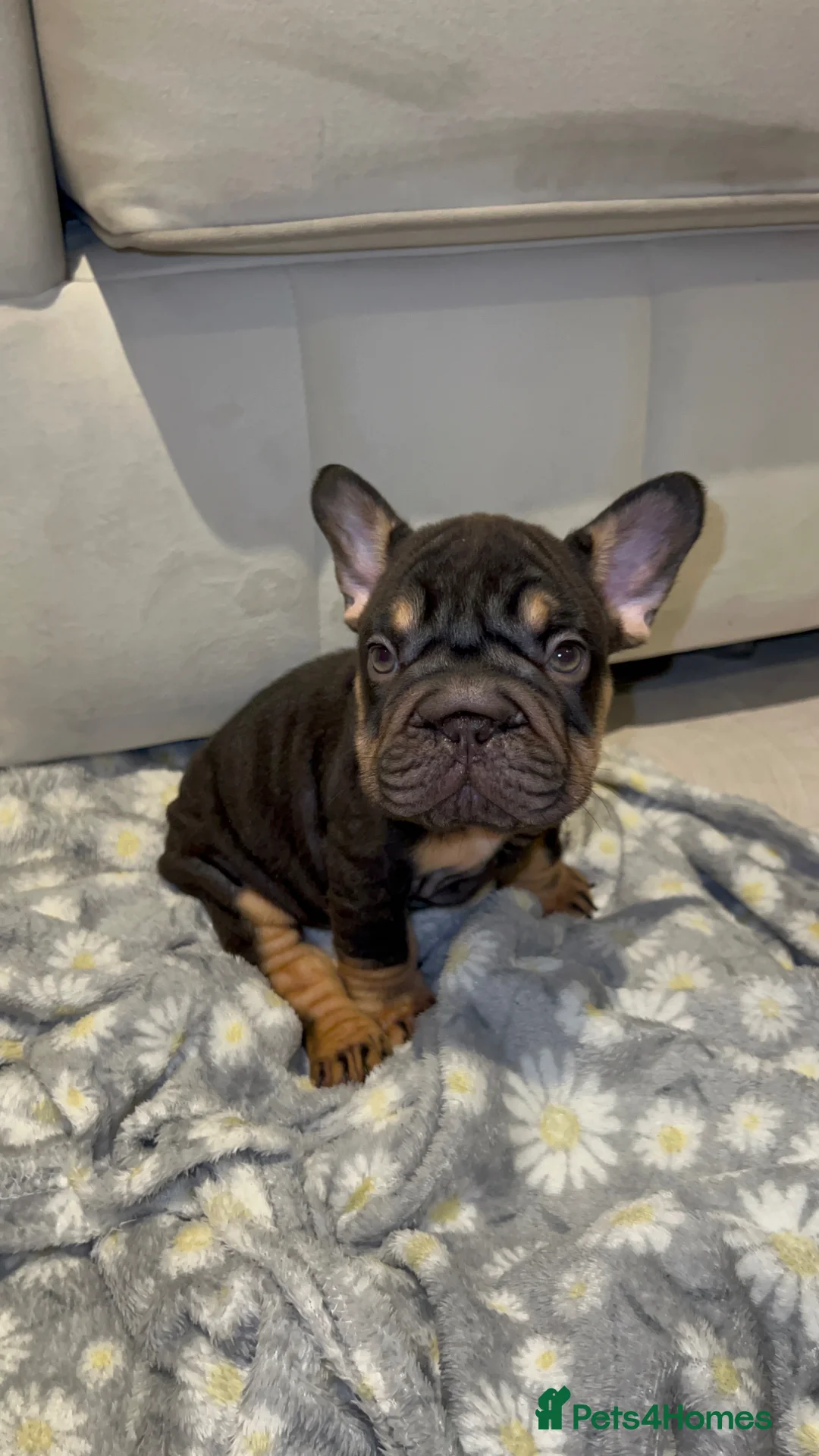 French Bulldog dogs for sale: 3 puppies left 🐾 - Advert 4