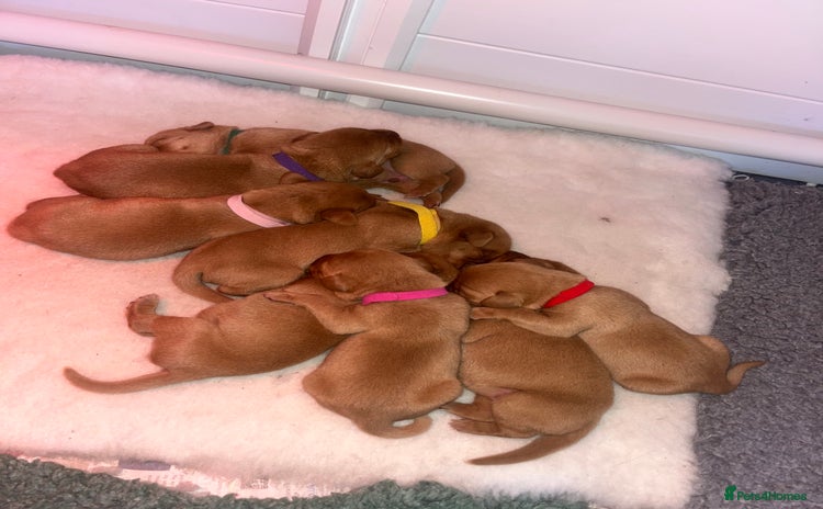 Labrador Retriever dogs - Advert 1