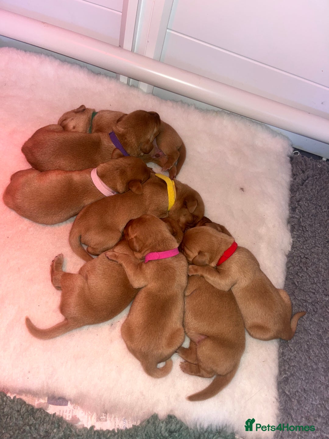 Labrador Retriever dogs for sale: Fox red Labrador Puppies - Image 1