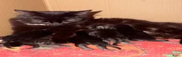 Mixed Breed cats for sale: 3 beautiful playful kittens  - Advert 7