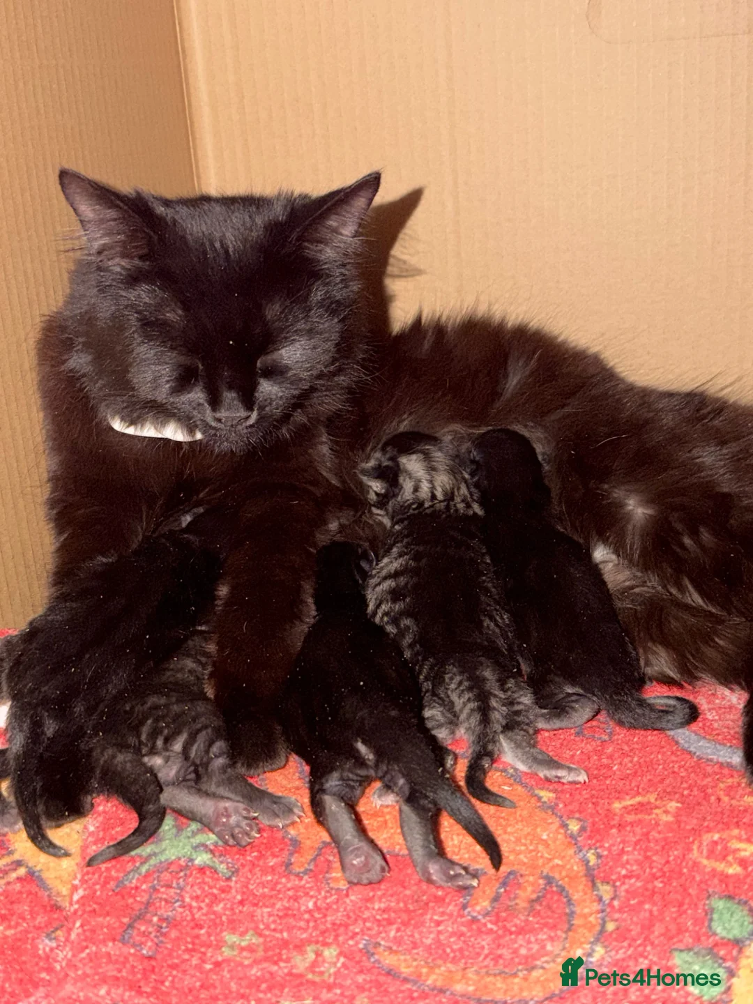 Mixed Breed cats for sale: 3 beautiful playful kittens  - Advert 7