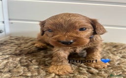 Cavapoo dogs for sale: F1 CAVAPOO BABIES 5🌟LICENSED BREEDER  - Image 12