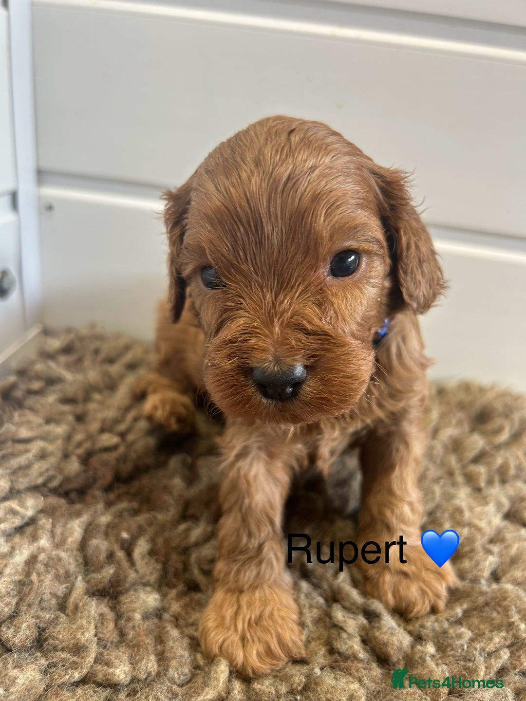 Cavapoo dogs for sale: F1 CAVAPOO BABIES 5🌟LICENSED BREEDER  - Image 12