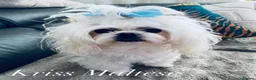 Maltese dogs for stud: 🌟Stunning KC Reg Korean Maltese boy for STUD - Advert 3