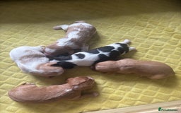 Cavalier King Charles Spaniel dogs for sale: Pugalier Pups ready for their new home!  - Image 3
