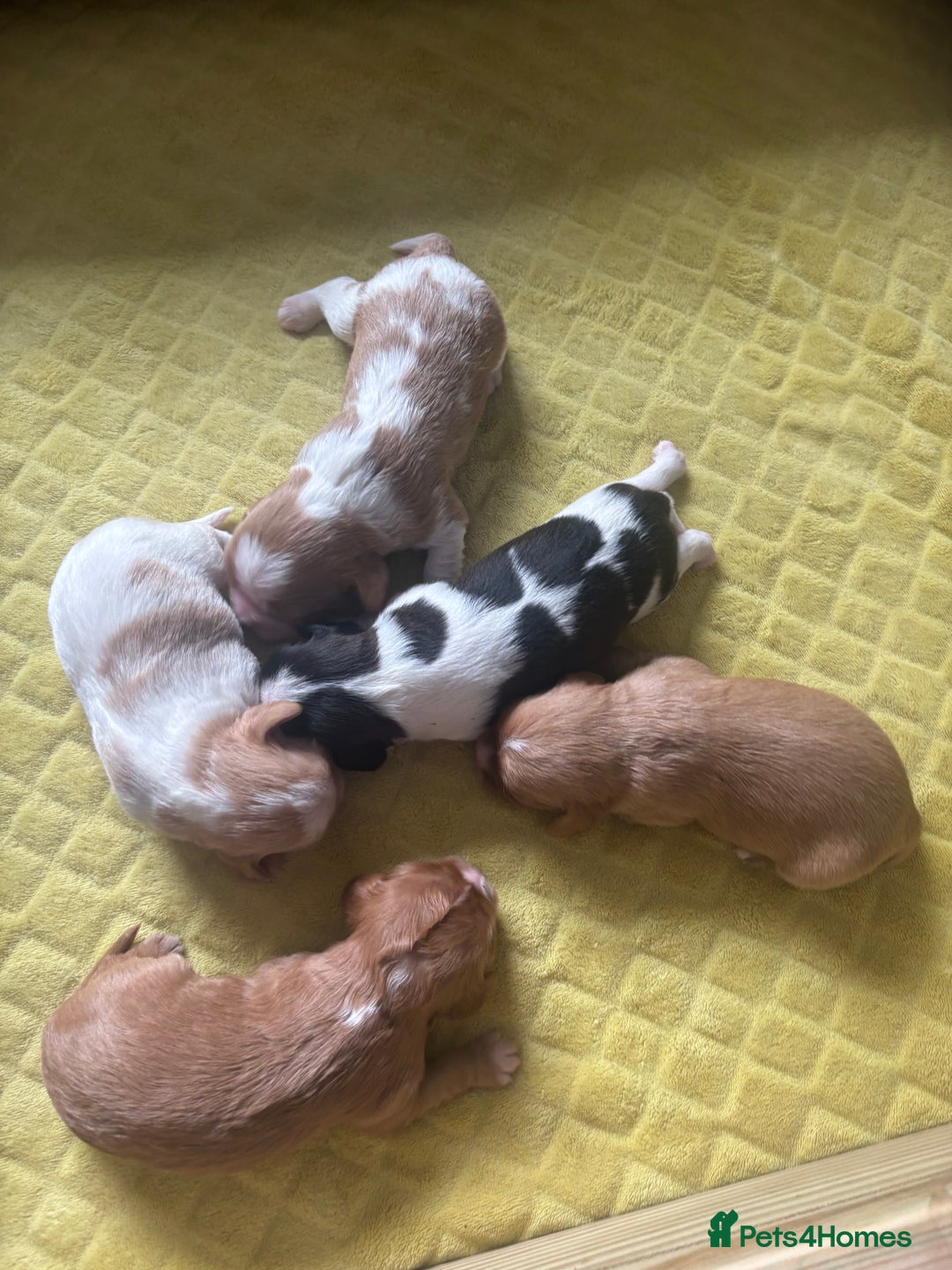 Cavalier King Charles Spaniel dogs for sale: Pugalier Pups ready for their new home!  - Image 3