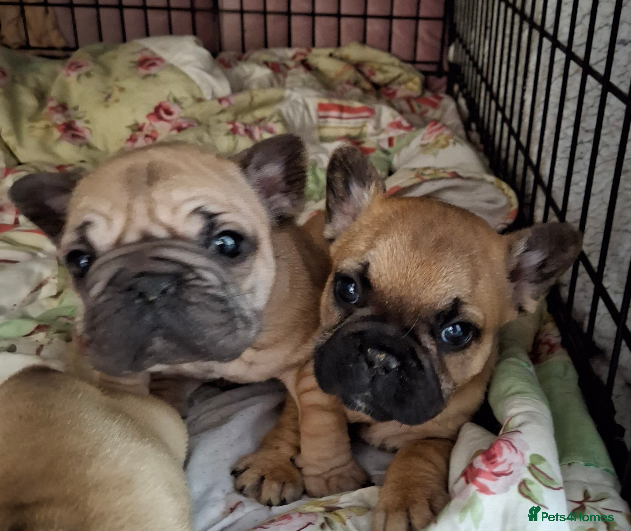 French Bulldog dogs Big rope/ fluffy french bulldog puppies - Advert 1