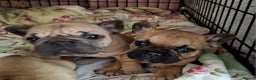 French Bulldog dogs for sale:  Pink Gene / fluffy french bulldog puppies - Advert 1