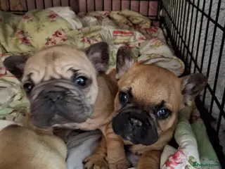 French Bulldog dogs Pink Gene x fluffy french bulldog puppies - Advert 23