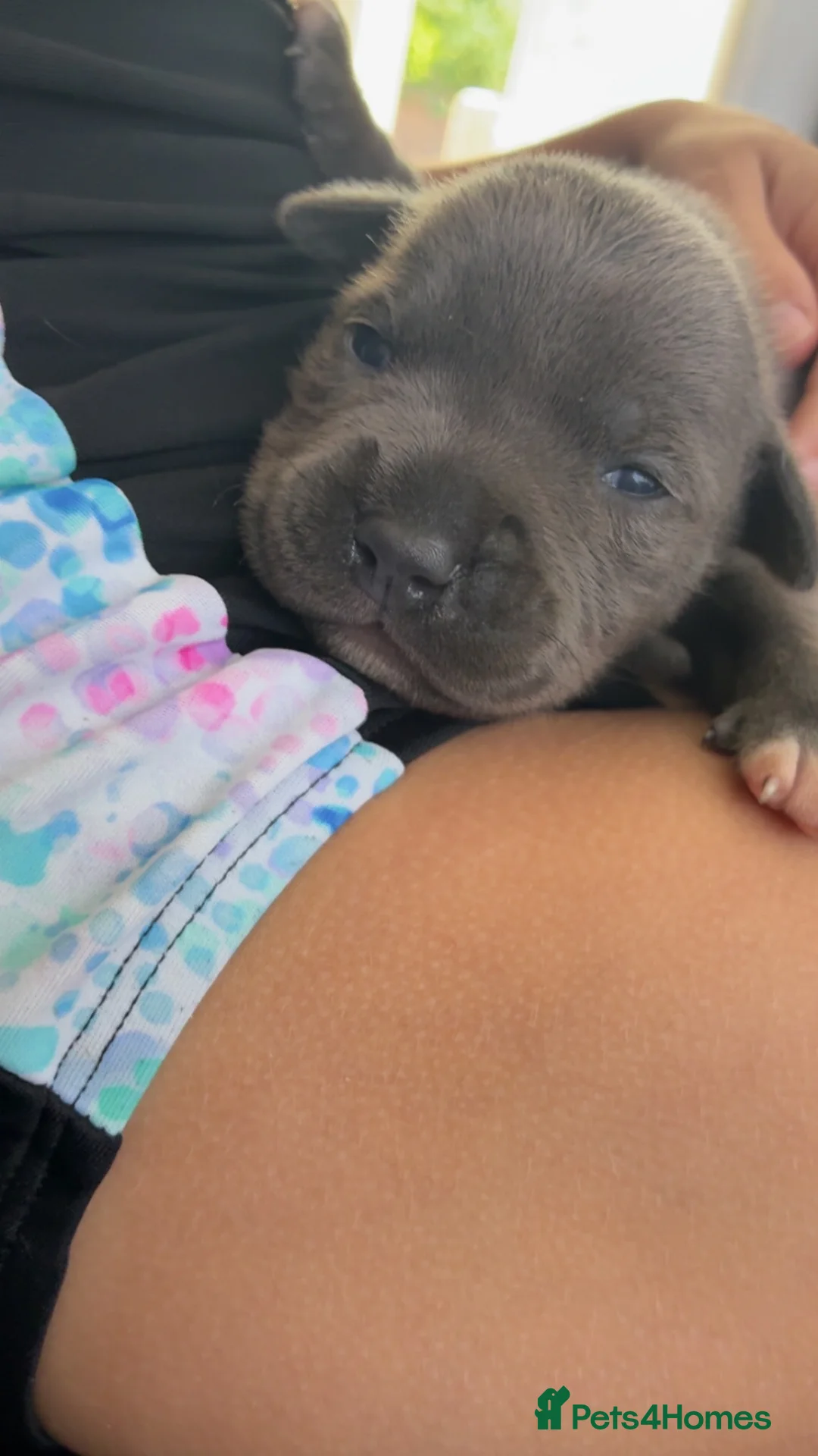 Staffordshire Bull Terrier dogs for sale: Stunning Blue Staffordshire Bull Terrier Puppies - Advert 16