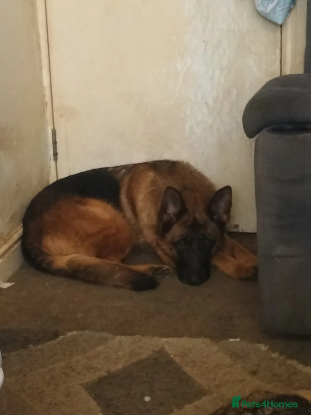 German Shepherd dogs for sale: Luna  in Blackpool - Advert 1