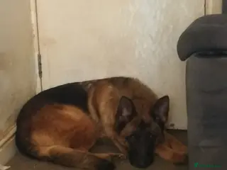 German Shepherd dogs Luna - Advert 2