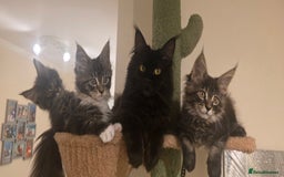 Maine Coon cats for sale: PURE BREED MAINE COONS KITTENS Delivery available - Image 11