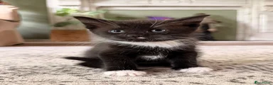 Mixed Breed Kitten 2