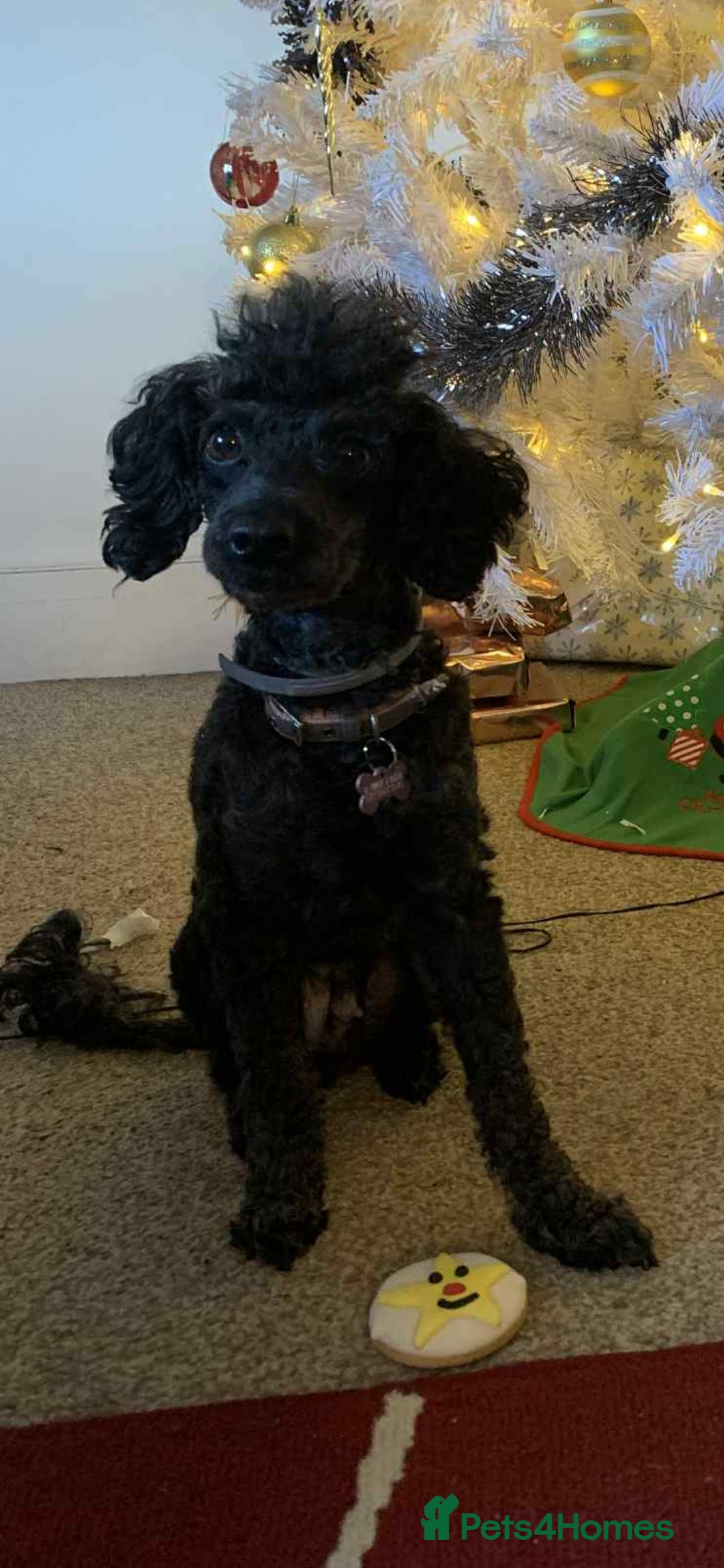 Toy Poodle dogs for sale: Toy poodle  - Image 8