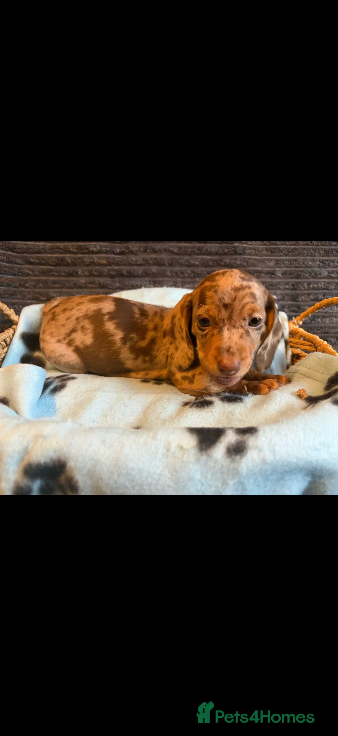 Miniature Dachshund dogs for sale: KC registered Miniature Dachshund puppies  - Advert 21