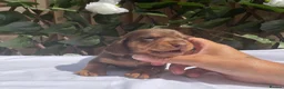 Miniature Dachshund dogs for sale: BEAUTIFUL TINY MINIATURE DASCHUNDS DAPPLE KC  - Advert 23